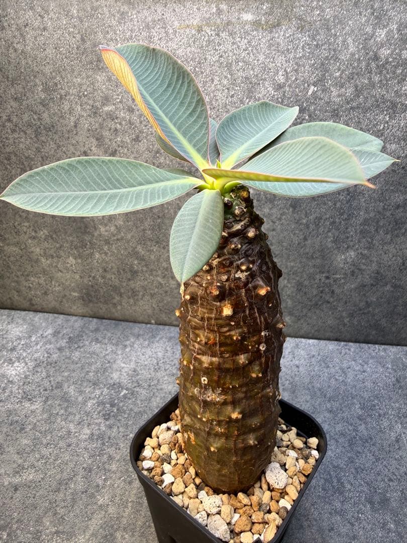 ユーフォルビア　パキポディオイデス　現地球　発根済み　現18