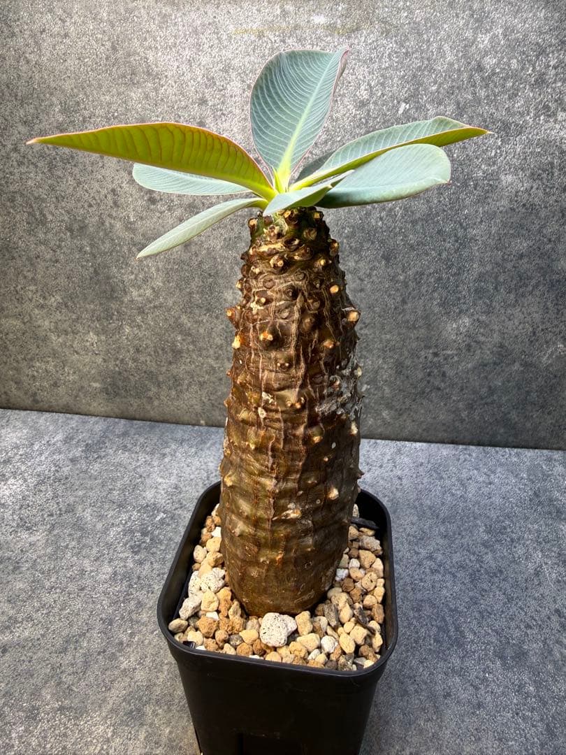 ユーフォルビア　パキポディオイデス　現地球　発根済み　現18