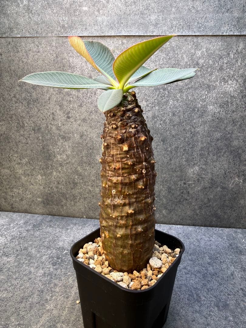 ユーフォルビア　パキポディオイデス　現地球　発根済み　現18