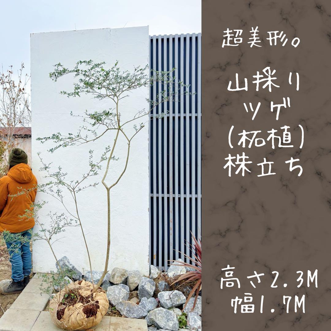 超美形。山採りツゲ(柘植)株立ち2.3M(鉢底から)