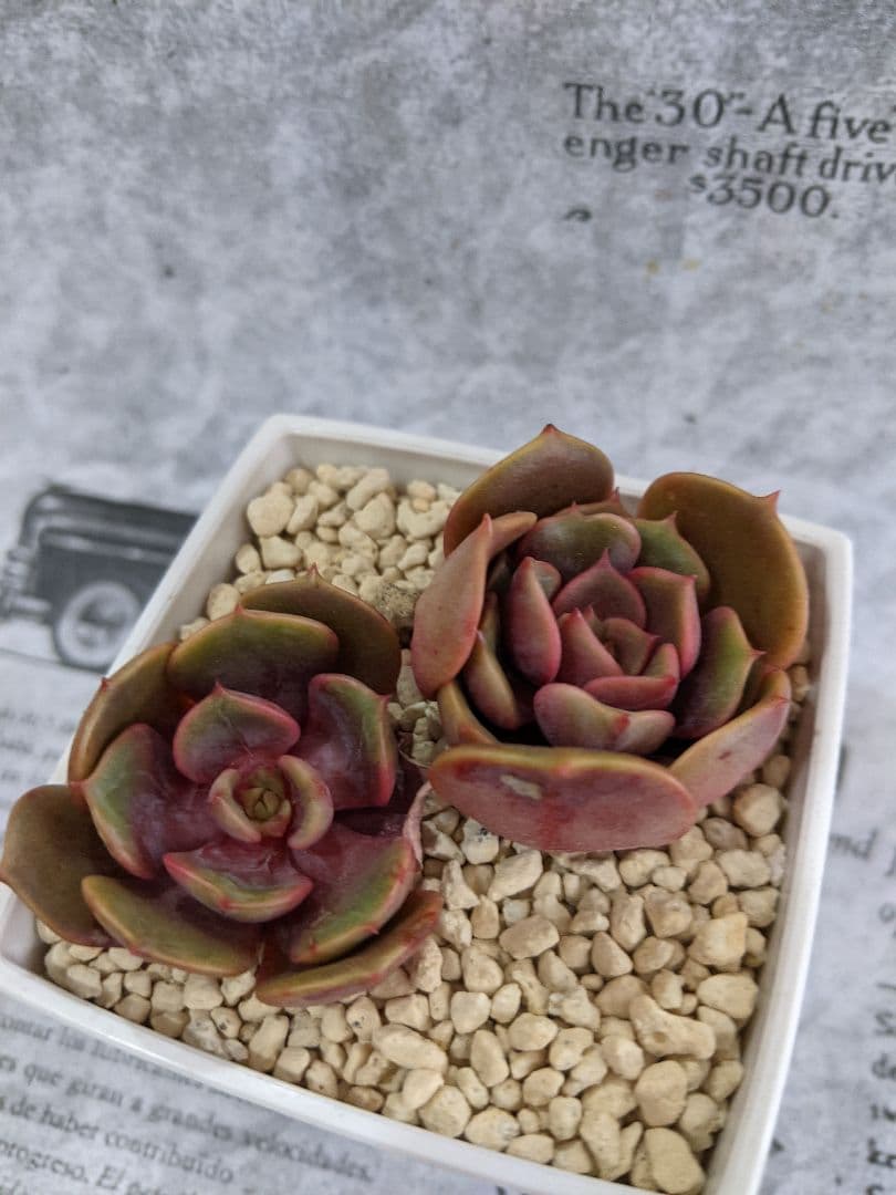 多肉植物　抜き苗　Big Red