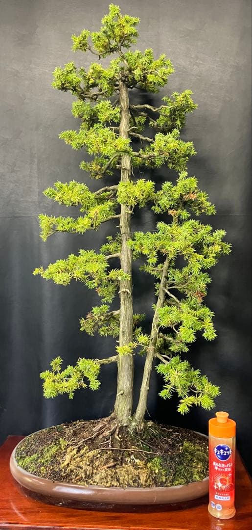 杜松 盆栽