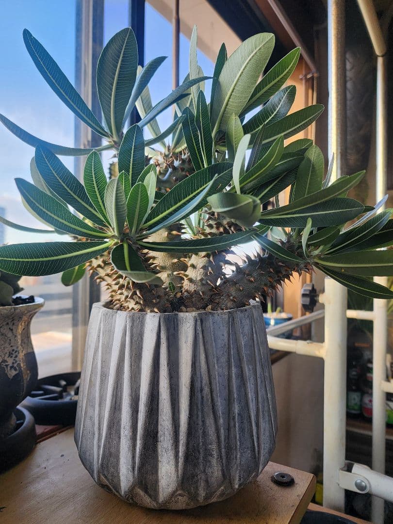 パキポディウム ホロンベンセ