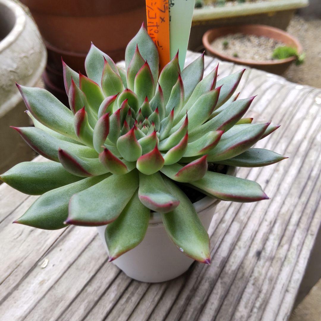 爪がカッコいいミヤさん苗⭐️アゴラ×メキシコポルデンシス⭐️多肉 miyaさん