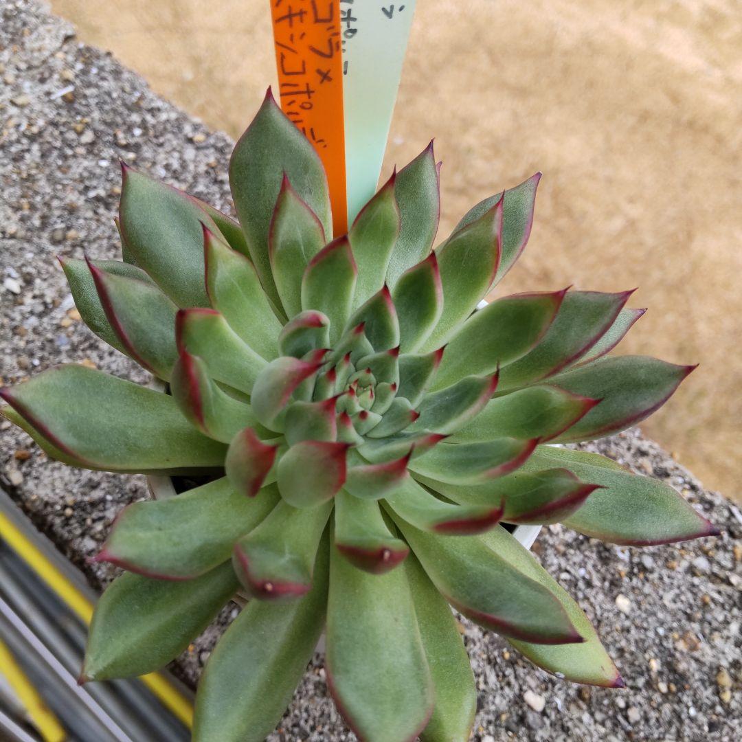 爪がカッコいいミヤさん苗⭐️アゴラ×メキシコポルデンシス⭐️多肉 miyaさん