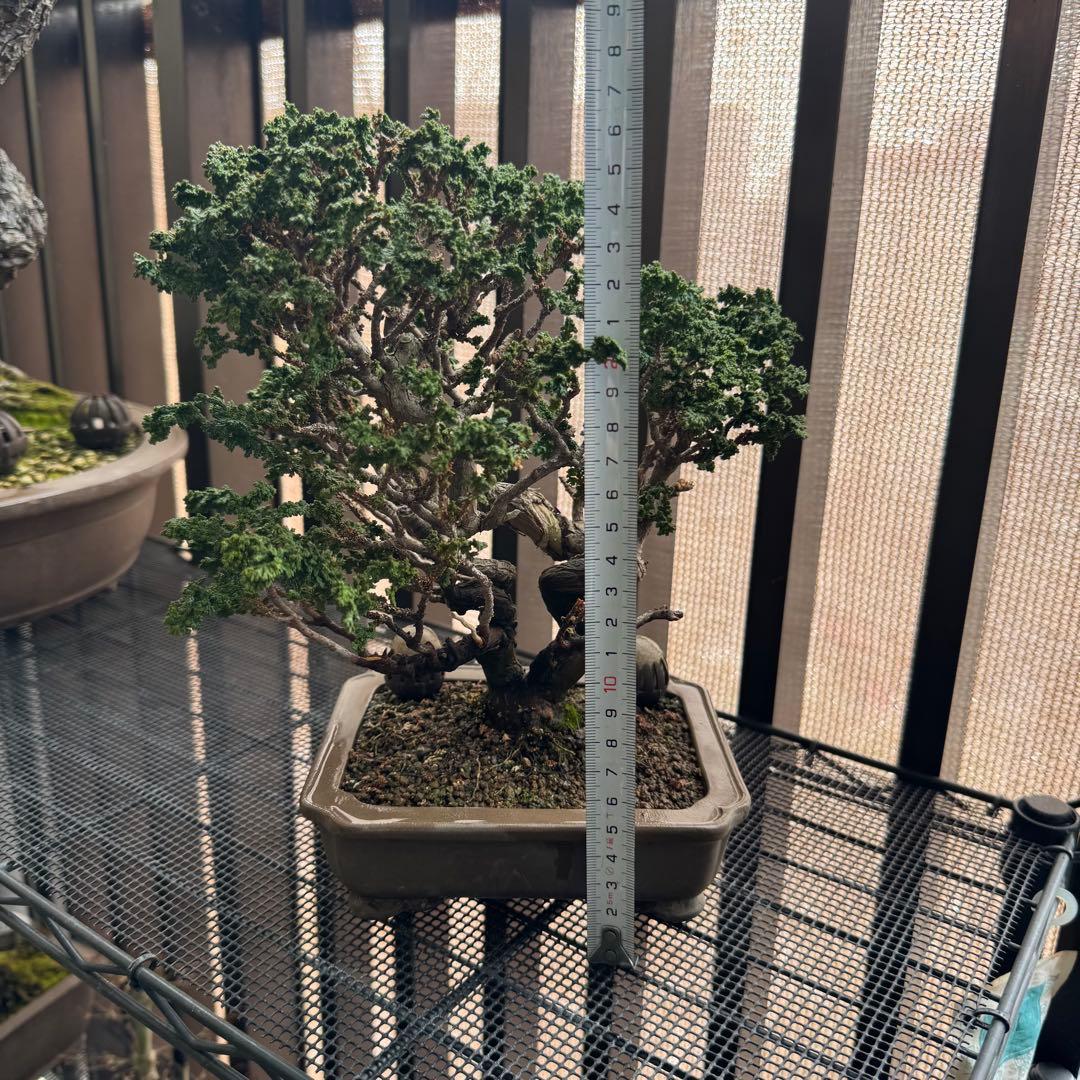 石化檜 石化ヒノキ 盆栽