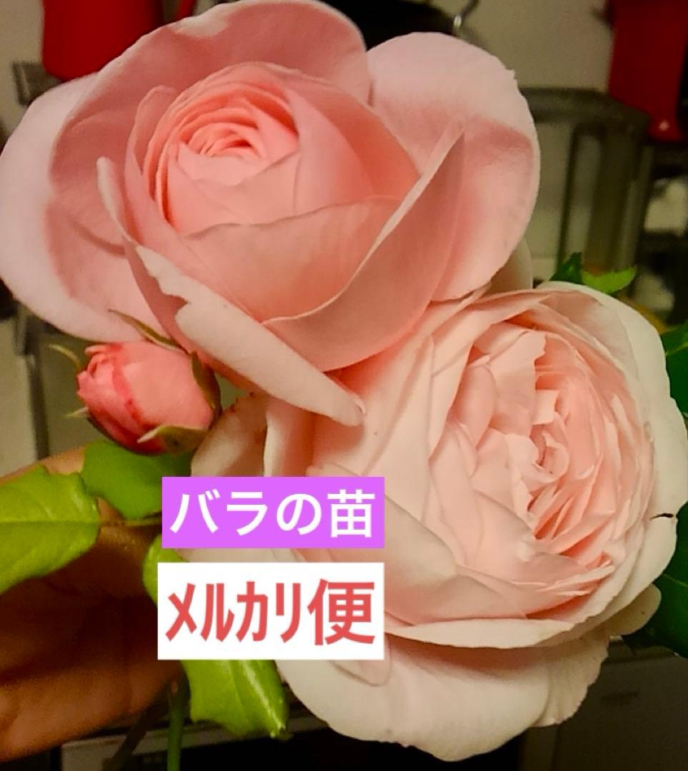 ピンクのバラの苗 上品で芳香