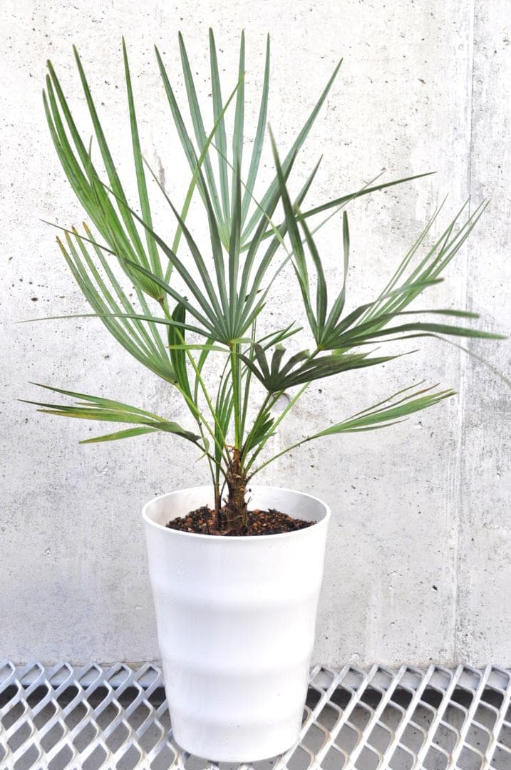 チャメロプス フミリス セリフェラ 78cm 7号　Chamaerops