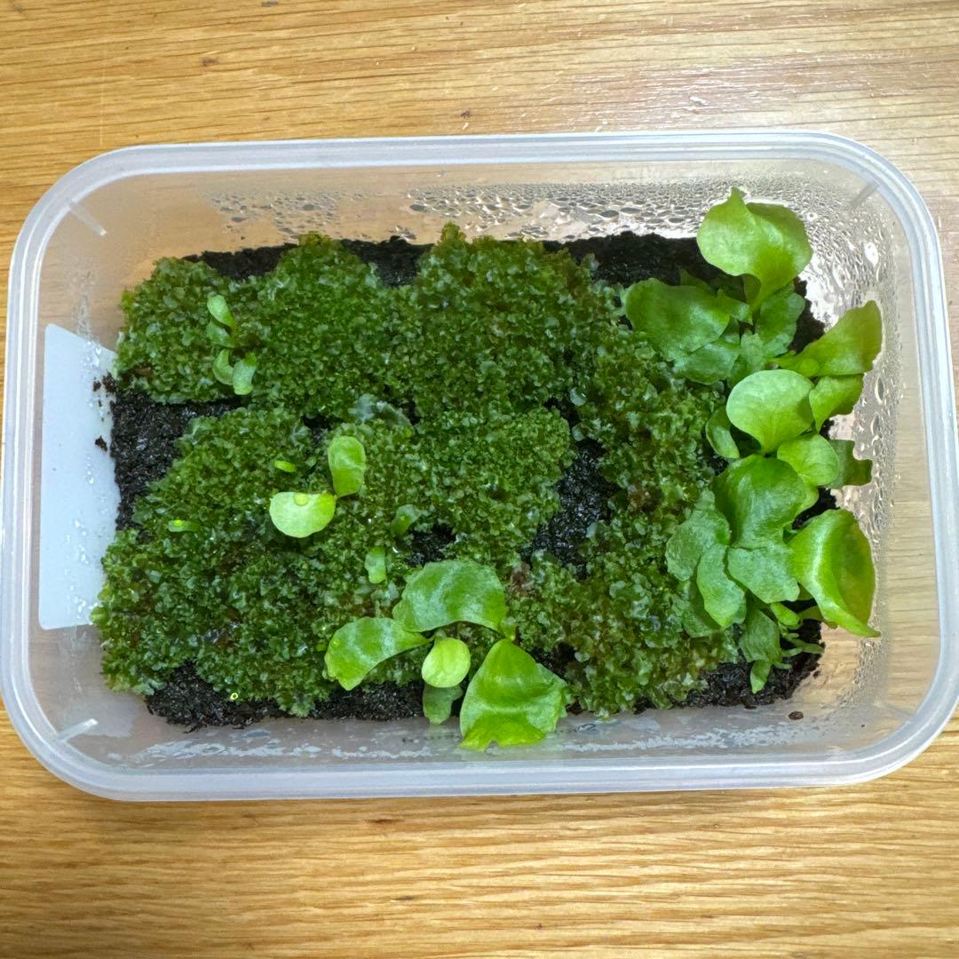 ビカクシダ　マダガスカリエンセ　前葉体　胞子体