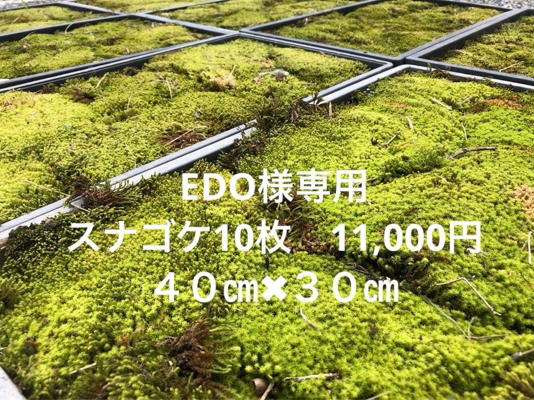 スナゴケ　10枚