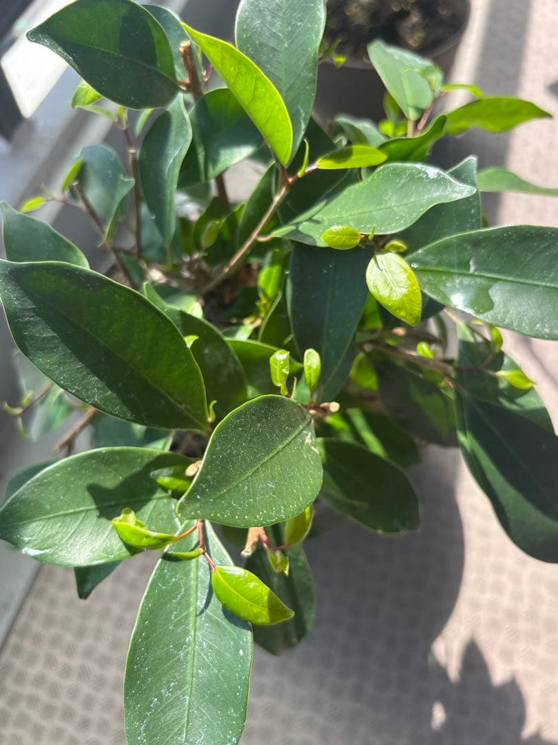 ガジュマル 大株　高さ約40cm 11年育成 岩付き　引き取り歓迎