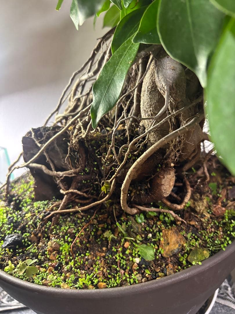 ガジュマル 大株　高さ約40cm 11年育成 岩付き　引き取り歓迎