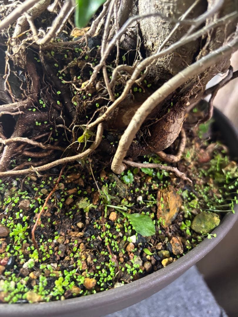 ガジュマル 大株　高さ約40cm 11年育成 岩付き　引き取り歓迎