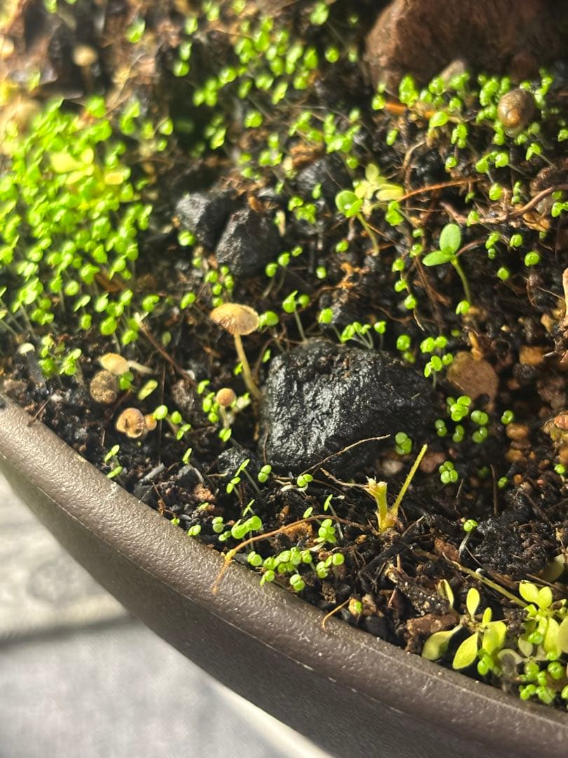 ガジュマル 大株　高さ約40cm 11年育成 岩付き　引き取り歓迎