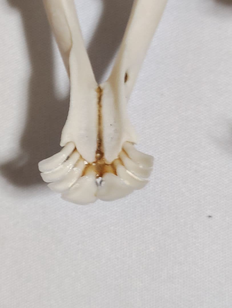 キョン(Muntiacus reevesi)　頭骨　オスメスセット