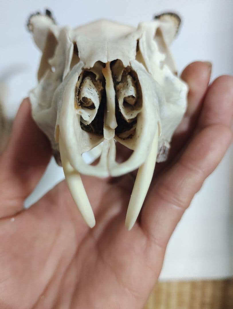 キョン(Muntiacus reevesi)　頭骨　オスメスセット