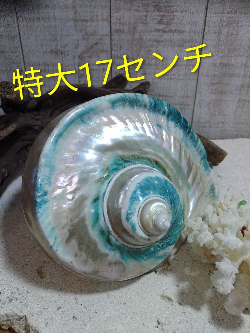 夜光貝　置物　(特大)　角残し真珠層仕上げ☆沖縄海族☆