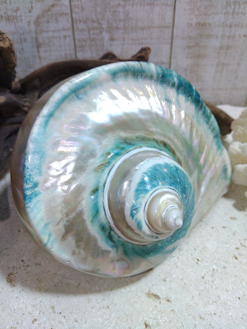 夜光貝　置物　(特大)　角残し真珠層仕上げ☆沖縄海族☆