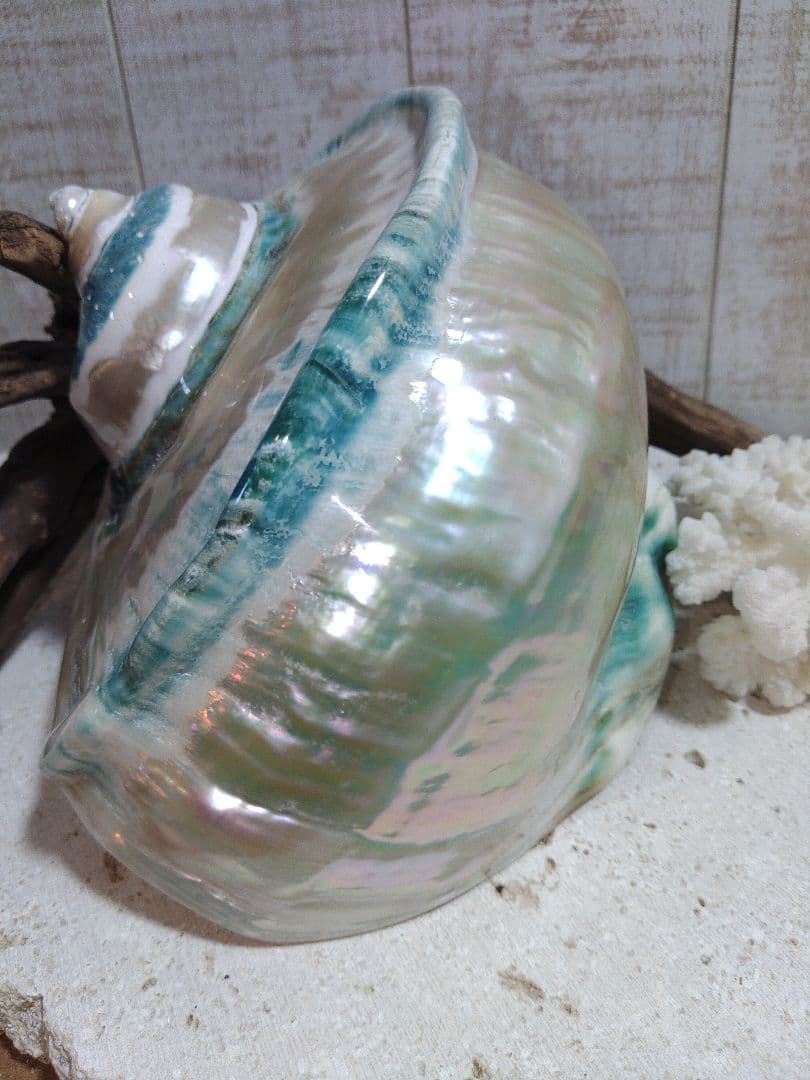 夜光貝　置物　(特大)　角残し真珠層仕上げ☆沖縄海族☆