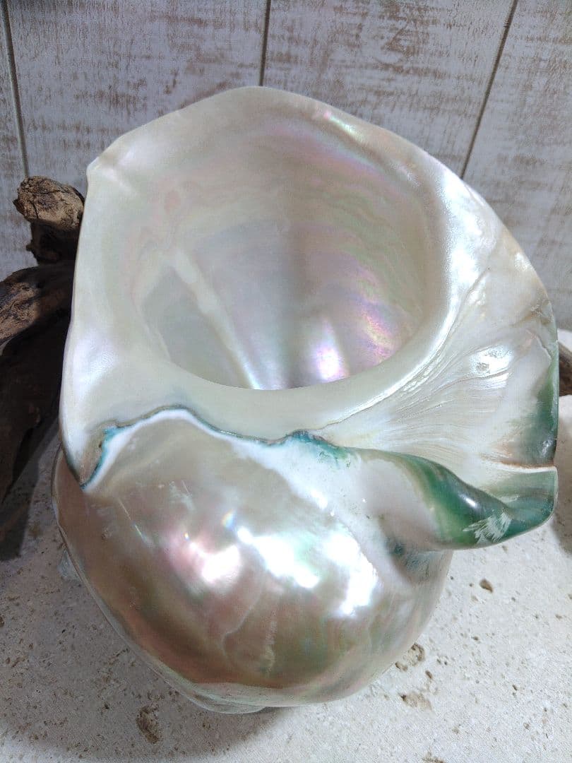 夜光貝　置物　(特大)　角残し真珠層仕上げ☆沖縄海族☆