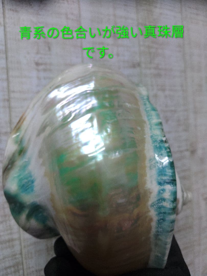 夜光貝　置物　(特大)　角残し真珠層仕上げ☆沖縄海族☆