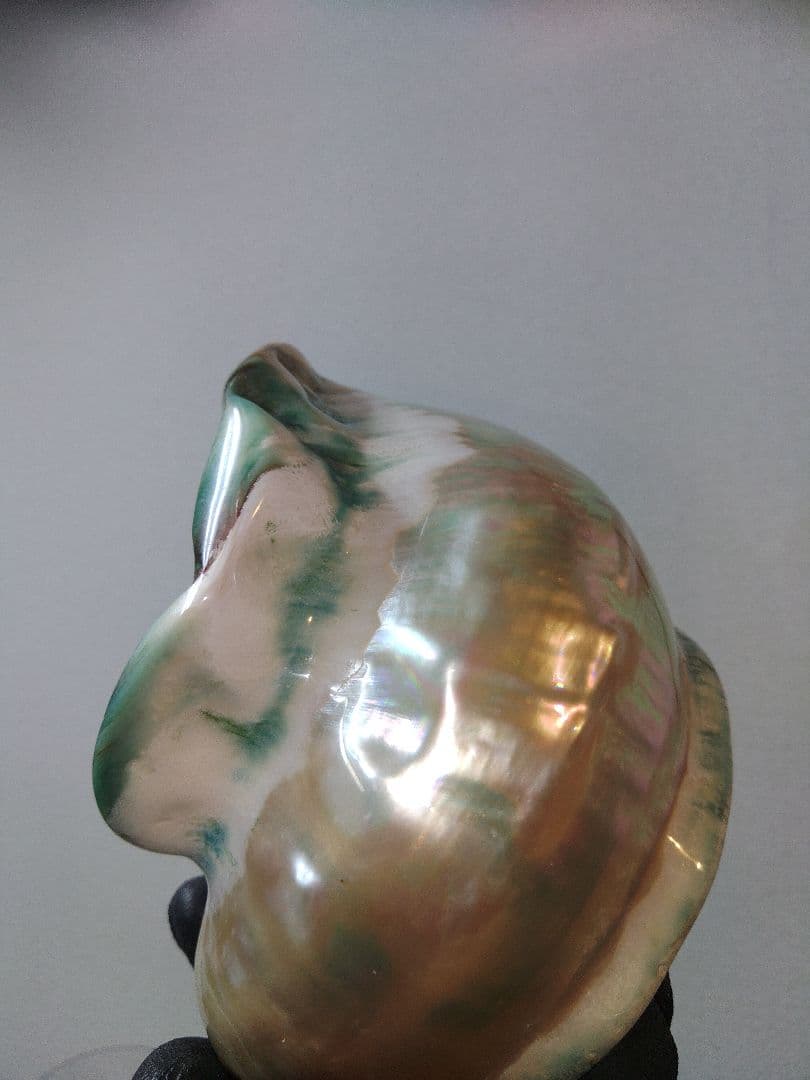 夜光貝　置物　(特大)　角残し真珠層仕上げ☆沖縄海族☆