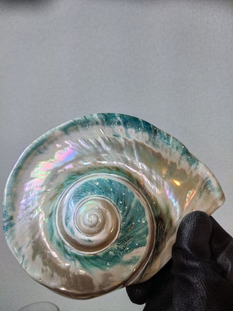 夜光貝　置物　(特大)　角残し真珠層仕上げ☆沖縄海族☆