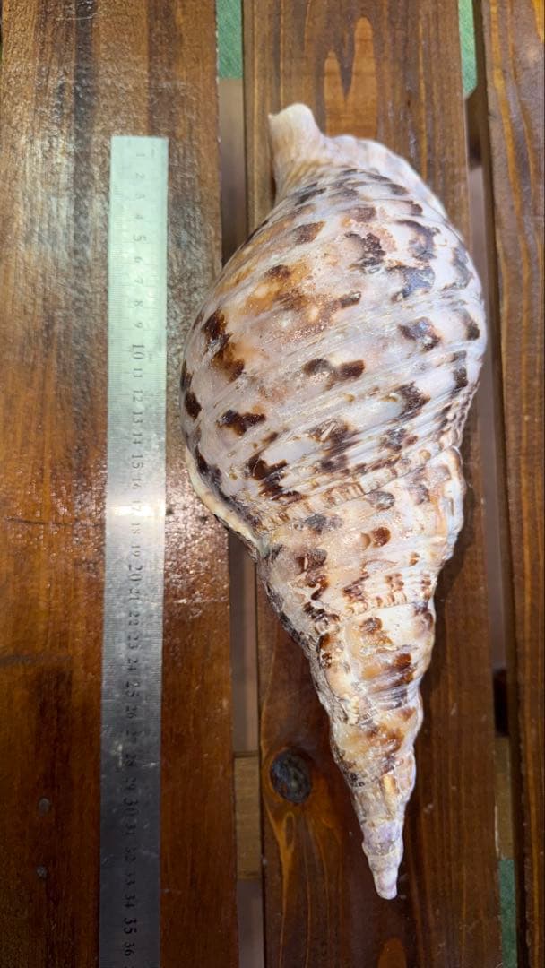 30cm 沖縄でとれた 法螺貝 置物 コレクション