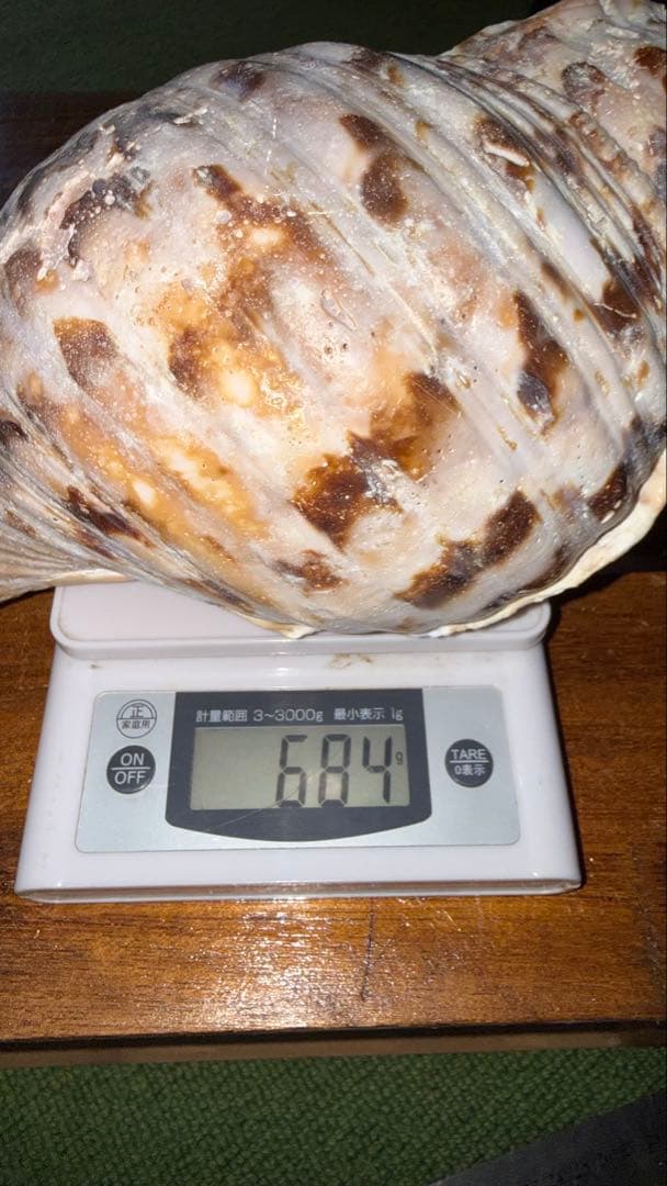 30cm 沖縄でとれた 法螺貝 置物 コレクション