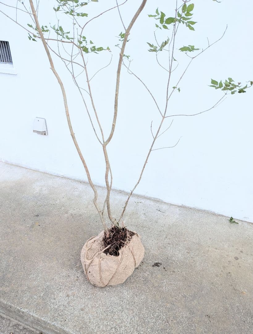 これが山採り！天然アオダモ株。