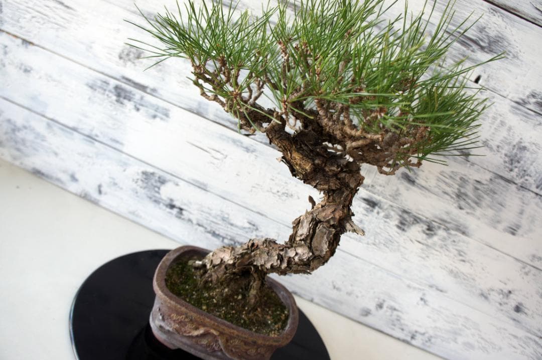 盆栽 『黒松』 インテリア 園芸 観葉植物 ガーデニング 送料無料 b029