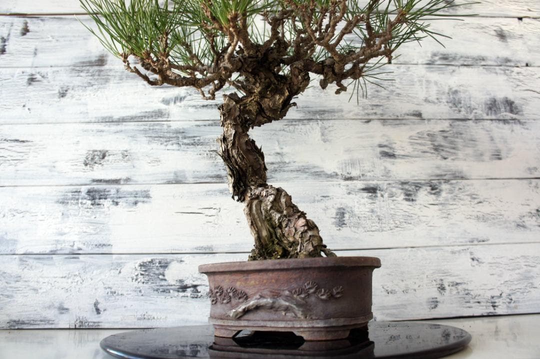 盆栽 『黒松』 インテリア 園芸 観葉植物 ガーデニング 送料無料 b029