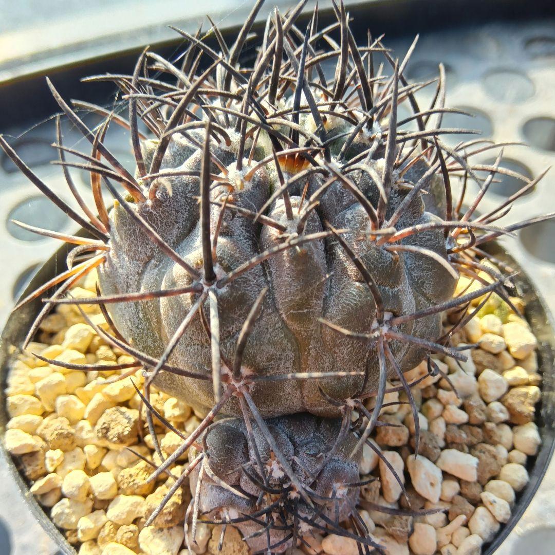 【希少2頭】グリセオビオラセア②栗星玉自根ダブルヘッド国内繁殖苗コピアポア