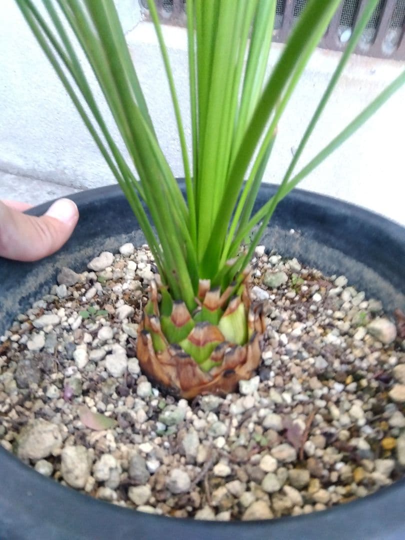 ダシリリオン　ロンギシマム　8号鉢つき