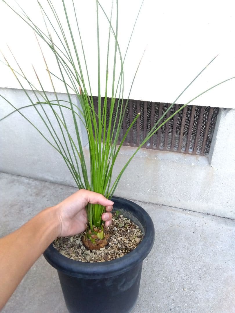 ダシリリオン　ロンギシマム　8号鉢つき