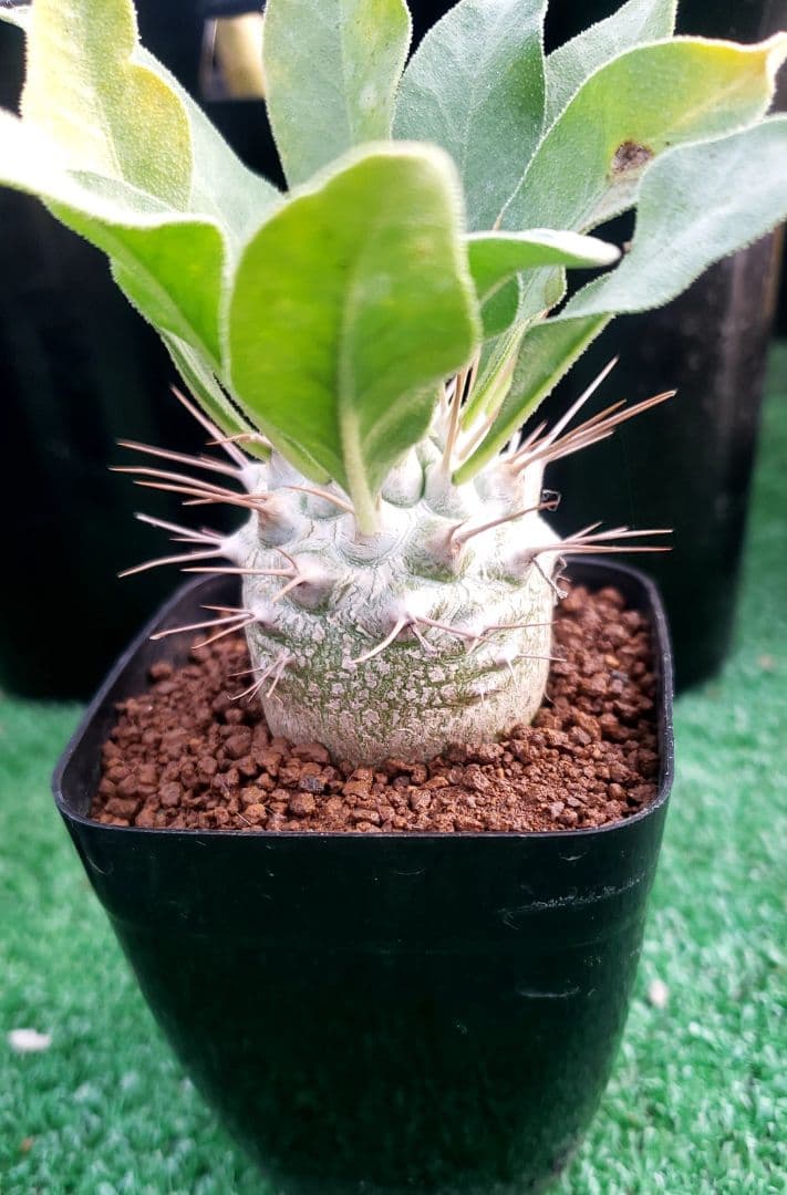 パキポディウム　ナマクアナム　光堂実生