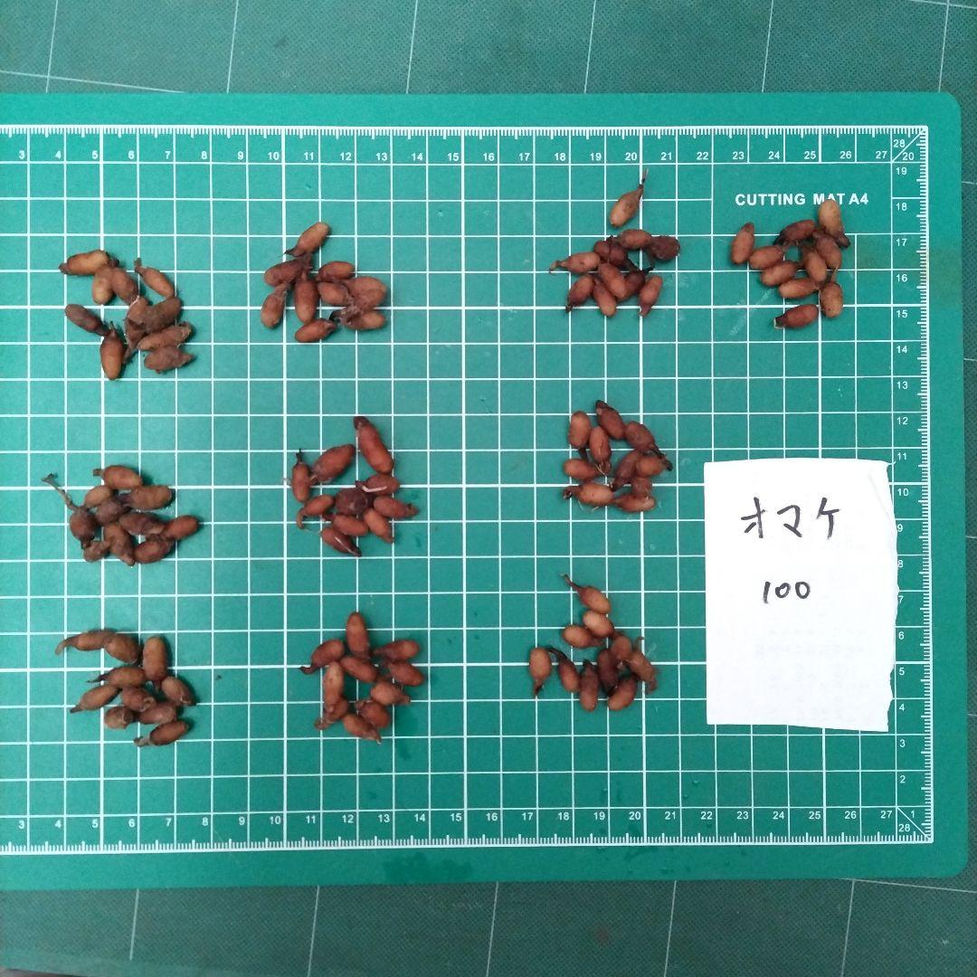 サギソウ　たび