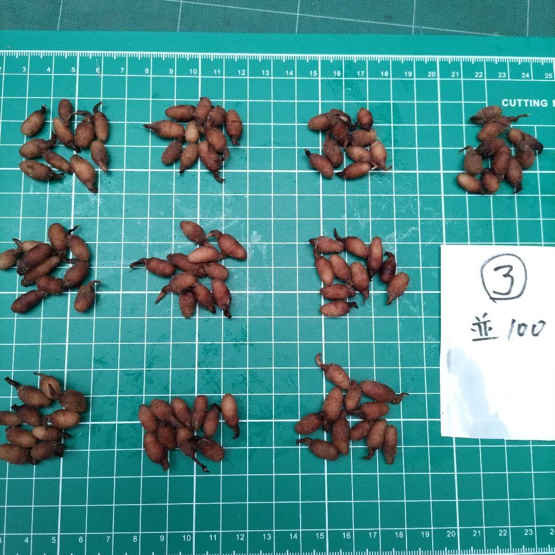 サギソウ　たび