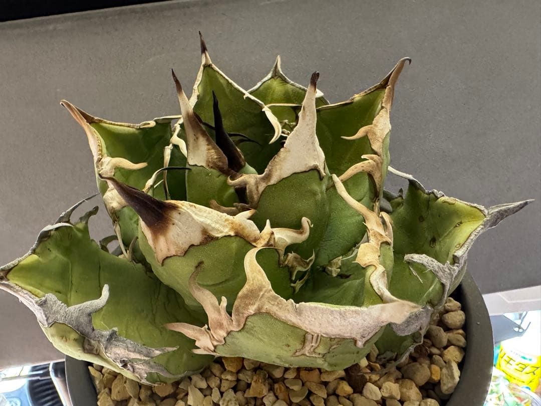 アガベ　オアハカオテロイ　現地球　発根済　活着済　チタノタ