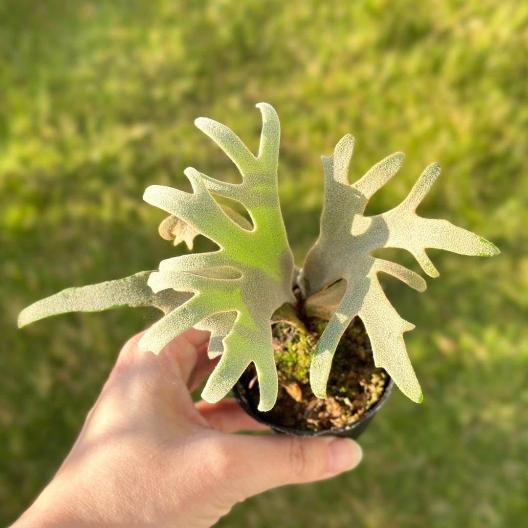 【大きめ】P. willinckii ’Jenny’ TC　2827