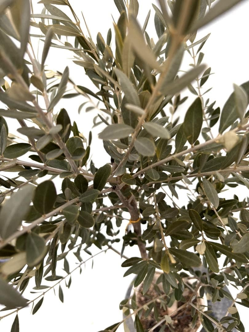 オリーブの木　セントキャサリン　7号　約120cm　K-344　希少　現品掲載