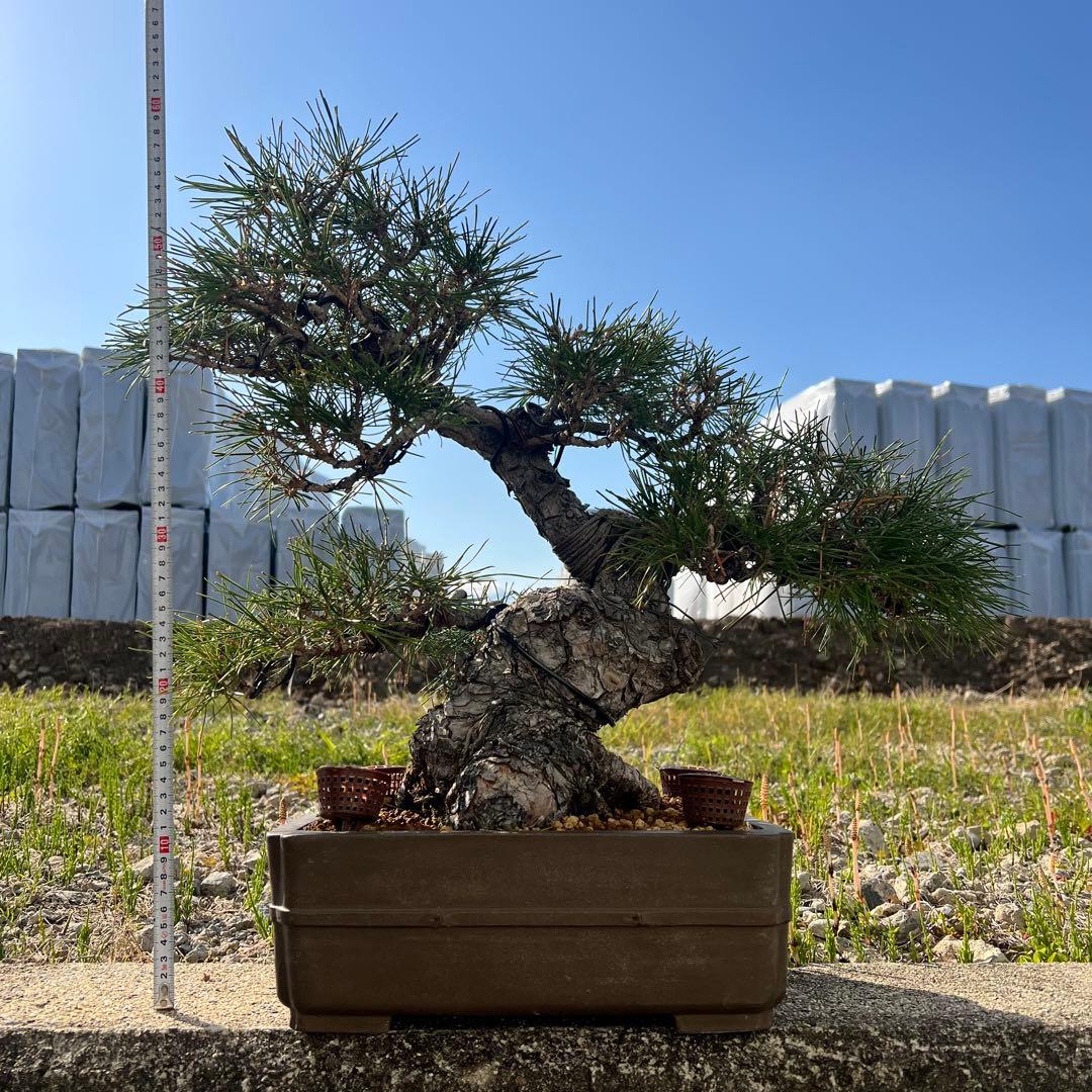 【太い幹】黒松盆栽　お買い得