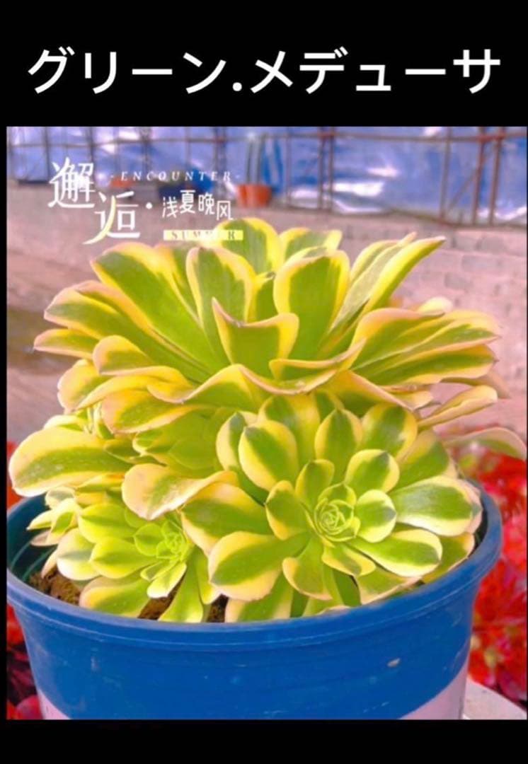 多肉植物アエオニウム錦❤️グリーン.メデューサ❤️ 状態図