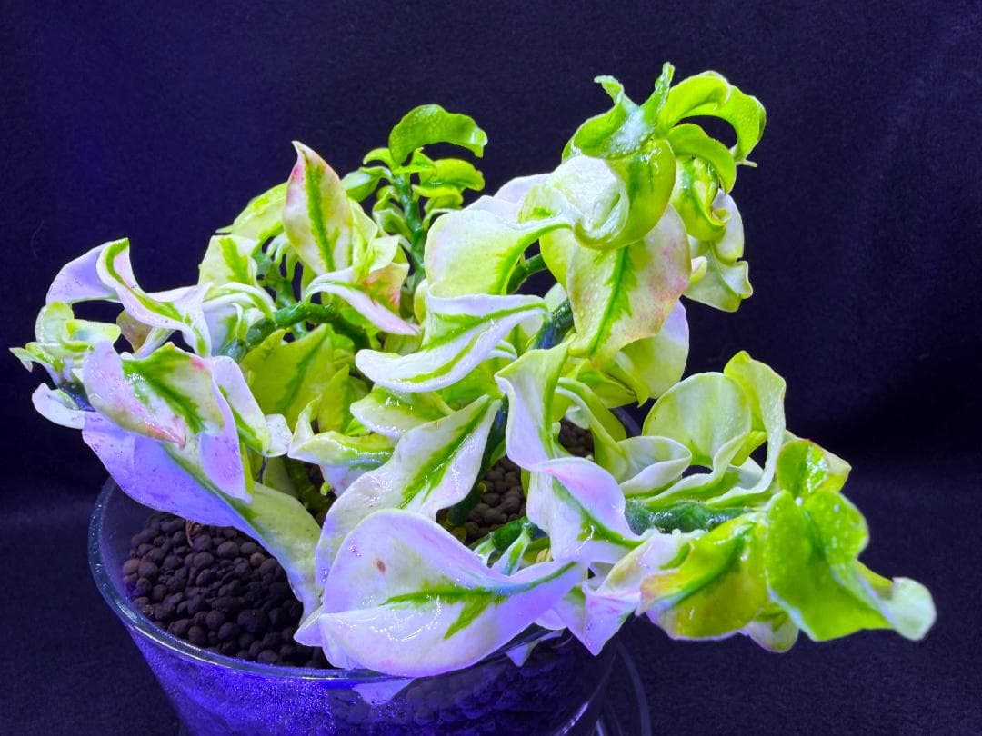 激レア種★ペディランサス・ドワーフ 矮性種 斑入り ★