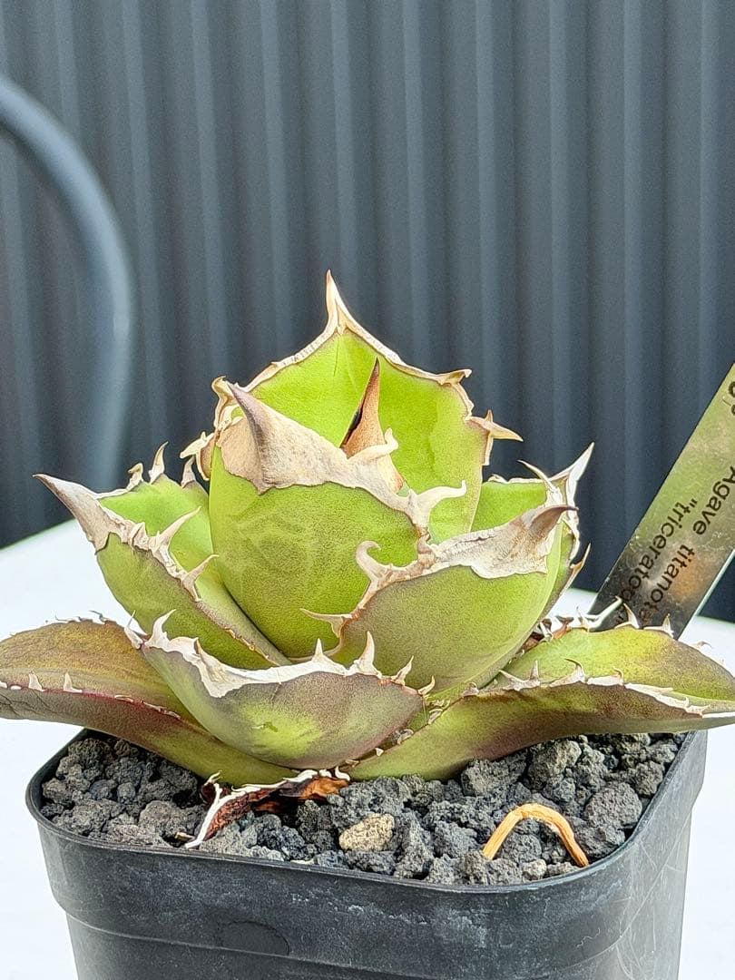 ①アガベチタノタ　トリケラトプス　白犀牛　カクタスグリーン　中株