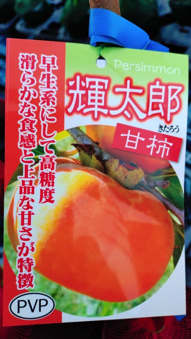 人気企画！ミカン苗木津之輝 ３年生 ＋甘柿新品種「輝太郎２年生」苗木2本セット