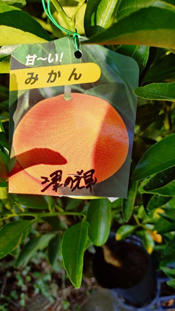 人気企画！ミカン苗木津之輝 ３年生 ＋甘柿新品種「輝太郎２年生」苗木2本セット