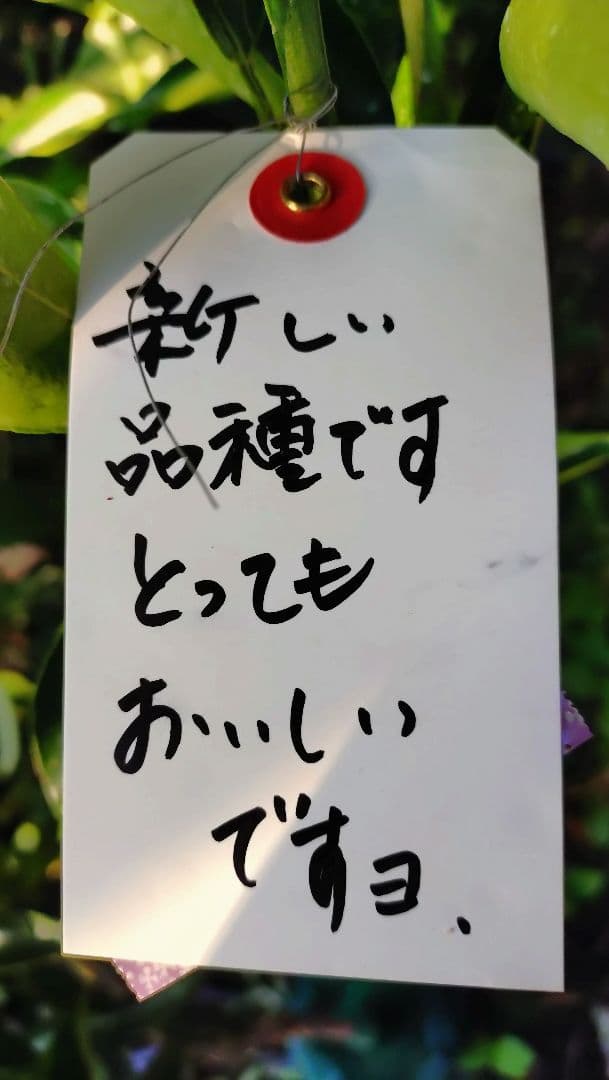 人気企画！ミカン苗木津之輝 ３年生 ＋甘柿新品種「輝太郎２年生」苗木2本セット