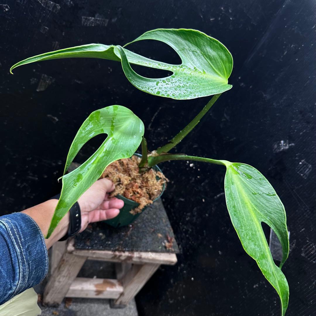 て*り様 モンステラデリシオーサバールマルクスフレーム4号鉢植え大株美株レア