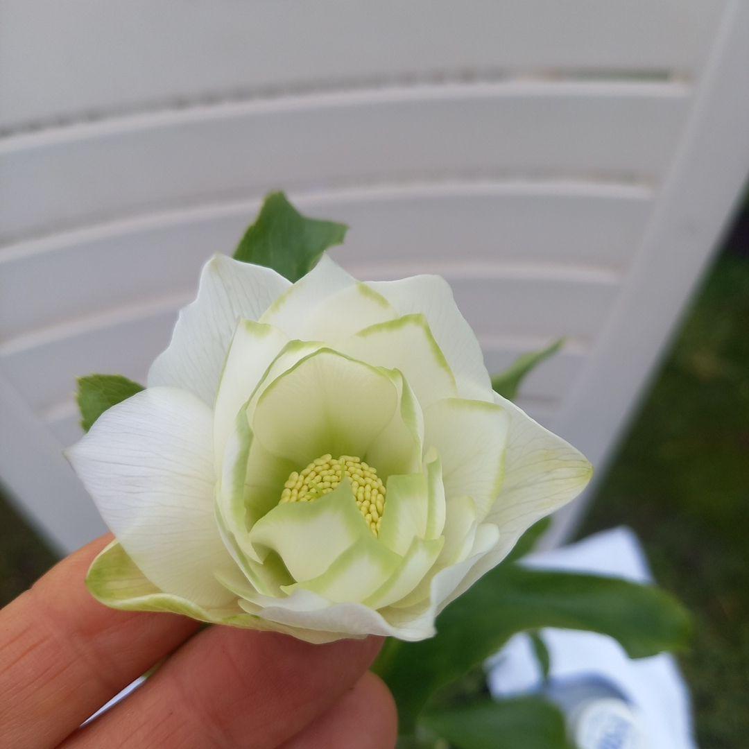 金曜日まで！お買い得！春カラー♪清楚なグリーンリップ♪クリスマスローズ、苗